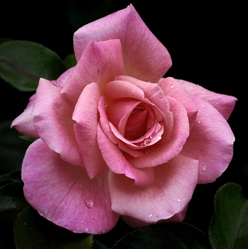 fower
